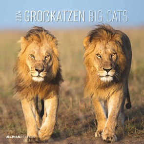 Großkatzen 2024 – Broschürenkalender 30×30 cm (30×60 geöffnet) – Kalender mit Platz für Notizen – Big Cats – Bildkalender – Wandplaner – Alpha Edition