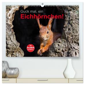 Guck mal, ein Eichhörnchen! (hochwertiger Premium Wandkalender 2024 DIN A2 quer), Kunstdruck in Hochglanz von Brackhan,  Margret