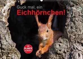 Guck mal, ein Eichhörnchen! (Wandkalender 2019 DIN A2 quer) von Brackhan,  Margret