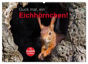 Guck mal, ein Eichhörnchen! (Wandkalender 2024 DIN A2 quer), CALVENDO Monatskalender von Brackhan,  Margret