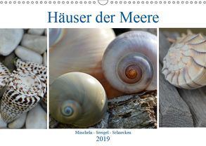 Häuser der Meere: Muscheln – Seeigel – Schnecken (Wandkalender 2019 DIN A3 quer) von Grobelny,  Renate