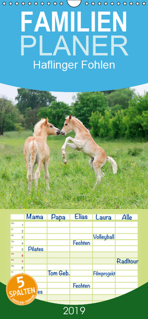 Haflinger Fohlen – Familienplaner hoch (Wandkalender 2019 , 21 cm x 45 cm, hoch) von Menden,  Katho