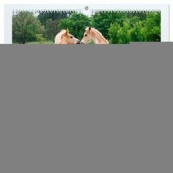 Haflinger Fohlen (hochwertiger Premium Wandkalender 2024 DIN A2 quer), Kunstdruck in Hochglanz von Menden,  Katho