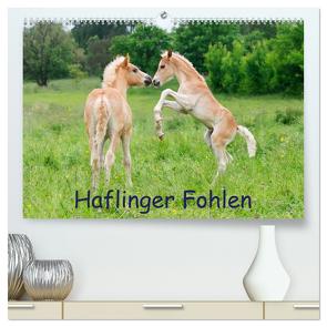 Haflinger Fohlen (hochwertiger Premium Wandkalender 2024 DIN A2 quer), Kunstdruck in Hochglanz von Menden,  Katho