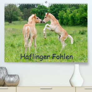 Haflinger Fohlen (Premium, hochwertiger DIN A2 Wandkalender 2022, Kunstdruck in Hochglanz) von Menden,  Katho