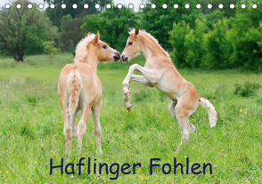 Haflinger Fohlen (Tischkalender 2021 DIN A5 quer) von Menden,  Katho