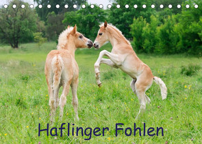 Haflinger Fohlen (Tischkalender 2023 DIN A5 quer) von Menden,  Katho