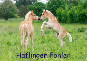 Haflinger Fohlen (Wandkalender 2021 DIN A2 quer) von Menden,  Katho