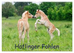 Haflinger Fohlen (Wandkalender 2024 DIN A2 quer), CALVENDO Monatskalender von Menden,  Katho