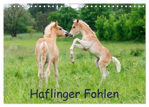 Haflinger Fohlen (Wandkalender 2024 DIN A4 quer), CALVENDO Monatskalender von Menden,  Katho