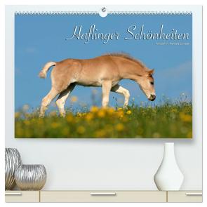 Haflinger Schönheiten (hochwertiger Premium Wandkalender 2024 DIN A2 quer), Kunstdruck in Hochglanz von Dünisch - www.Ramona-Duenisch.de,  Ramona