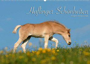 Haflinger Schönheiten (Wandkalender 2022 DIN A2 quer) von Dünisch - www.Ramona-Duenisch.de,  Ramona