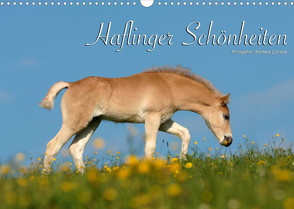 Haflinger Schönheiten (Wandkalender 2022 DIN A3 quer) von Dünisch - www.Ramona-Duenisch.de,  Ramona