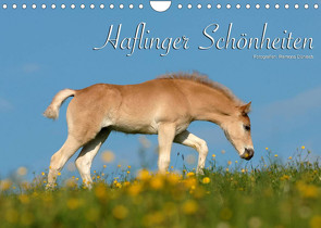 Haflinger Schönheiten (Wandkalender 2022 DIN A4 quer) von Dünisch - www.Ramona-Duenisch.de,  Ramona