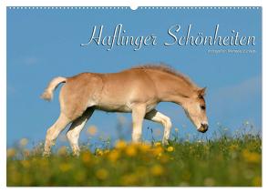 Haflinger Schönheiten (Wandkalender 2024 DIN A2 quer), CALVENDO Monatskalender von Dünisch - www.Ramona-Duenisch.de,  Ramona