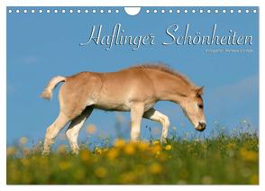 Haflinger Schönheiten (Wandkalender 2024 DIN A4 quer), CALVENDO Monatskalender von Dünisch - www.Ramona-Duenisch.de,  Ramona