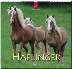 Haflinger von Stuewer,  Sabine