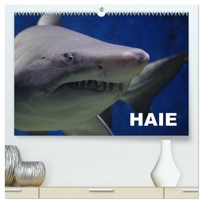 Haie (hochwertiger Premium Wandkalender 2024 DIN A2 quer), Kunstdruck in Hochglanz von Stanzer,  Elisabeth