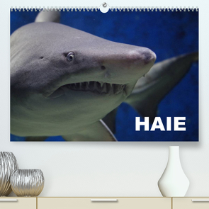 Haie (Premium, hochwertiger DIN A2 Wandkalender 2023, Kunstdruck in Hochglanz) von Stanzer,  Elisabeth