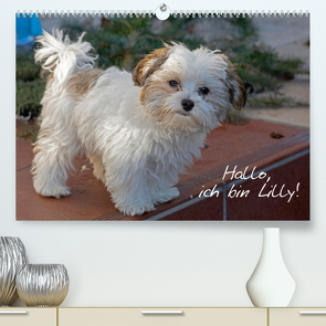 Hallo, ich bin Lilly (Premium, hochwertiger DIN A2 Wandkalender 2023, Kunstdruck in Hochglanz) von Kuttig,  Siegfried