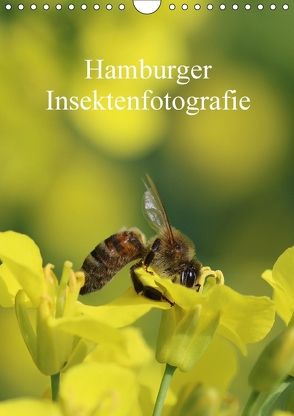 Hamburger Insektenfotografie (Wandkalender 2018 DIN A4 hoch) von Brix,  Matthias