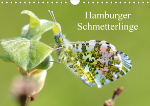 Hamburger Schmetterlinge (Wandkalender 2021 DIN A4 quer) von Brix,  Matthias