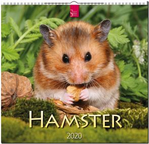Hamster von Verlagshaus Würzburg Redaktion,  Bildagentur