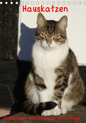 Hauskatzen (Tischkalender 2021 DIN A5 hoch) von Lindert-Rottke,  Antje