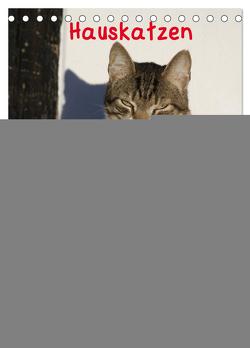 Hauskatzen (Tischkalender 2024 DIN A5 hoch), CALVENDO Monatskalender von Lindert-Rottke,  Antje