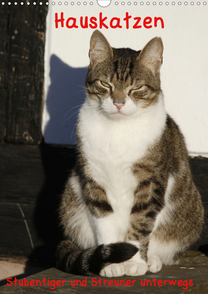 Hauskatzen (Wandkalender 2020 DIN A3 hoch) von Lindert-Rottke,  Antje