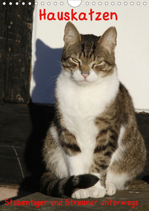 Hauskatzen (Wandkalender 2021 DIN A4 hoch) von Lindert-Rottke,  Antje