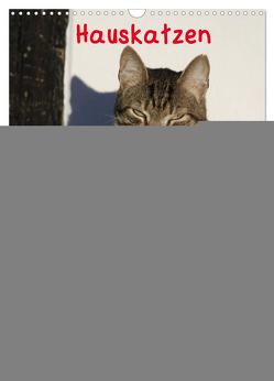 Hauskatzen (Wandkalender 2024 DIN A3 hoch), CALVENDO Monatskalender von Lindert-Rottke,  Antje