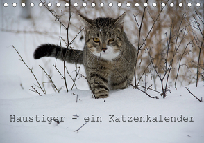 Haustiger – Ein Katzenkalender (Tischkalender 2021 DIN A5 quer) von Becker,  J.
