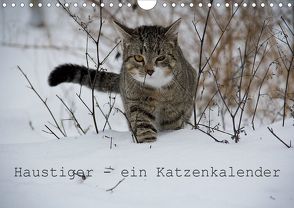 Haustiger – Ein Katzenkalender (Wandkalender 2020 DIN A4 quer) von Becker,  J.