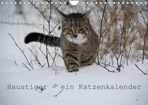 Haustiger – Ein Katzenkalender (Wandkalender 2023 DIN A4 quer) von Becker,  J.