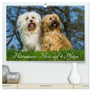 Havaneser – Herz auf 4 Pfoten (hochwertiger Premium Wandkalender 2024 DIN A2 quer), Kunstdruck in Hochglanz von Starick,  Sigrid