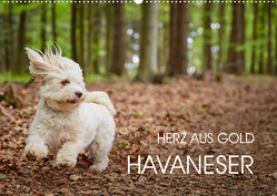 Havaneser – Herz aus Gold (Wandkalender 2023 DIN A2 quer) von Mayer,  Peter