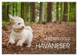 Havaneser – Herz aus Gold (Wandkalender 2024 DIN A2 quer), CALVENDO Monatskalender von Mayer,  Peter