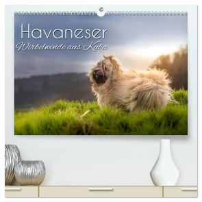 Havaneser – Wirbelwinde aus Kuba (hochwertiger Premium Wandkalender 2024 DIN A2 quer), Kunstdruck in Hochglanz von Hollstein,  Alexandra