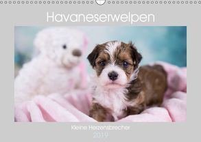 Havaneserwelpen – Kleine Herzensbrecher (Wandkalender 2019 DIN A3 quer) von Tauschnik,  Nicole