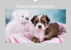 Havaneserwelpen – Kleine Herzensbrecher (Wandkalender 2023 DIN A3 quer) von Tauschnik,  Nicole