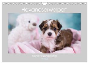 Havaneserwelpen – Kleine Herzensbrecher (Wandkalender 2024 DIN A4 quer), CALVENDO Monatskalender von Tauschnik,  Nicole