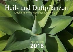 Heil- und Duftpflanzen (Wandkalender 2018 DIN A2 quer) von Hilger,  Axel