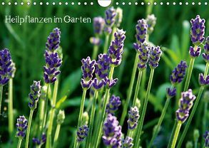 Heilpflanzen im Garten (Wandkalender 2019 DIN A4 quer) von Fettweis,  Andrea