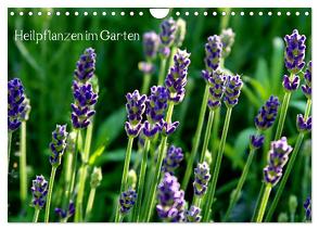Heilpflanzen im Garten (Wandkalender 2024 DIN A4 quer), CALVENDO Monatskalender von Fettweis,  Andrea