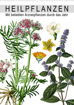Heilpflanzen (Wandkalender 2023 DIN A2 hoch) von bilwissedition.com Layout: Babette Reek,  Bilder: