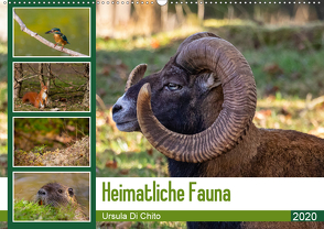 Heimatliche Fauna (Wandkalender 2020 DIN A2 quer) von Di Chito,  Ursula