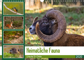 Heimatliche Fauna (Wandkalender 2020 DIN A3 quer) von Di Chito,  Ursula