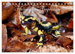 Heimische Amphibien (Tischkalender 2024 DIN A5 quer), CALVENDO Monatskalender von Trapp,  Benny