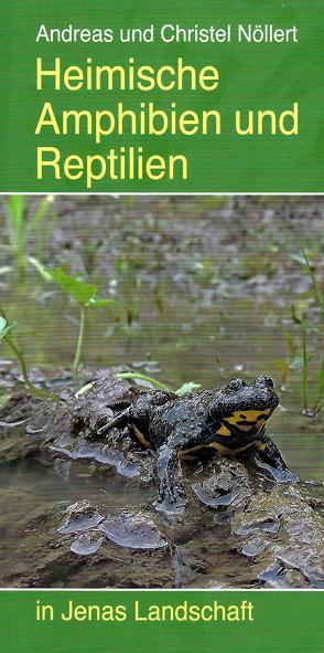 Heimische Amphibien und Reptilien von Fiedler,  Werner, Nöllert,  Andreas, Nöllert,  Christel, Nöllert,  Lasse